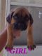 English Mastiff Puppies for sale in LAKE CLARKE, FL 33406, USA. price: NA