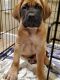 English Mastiff Puppies for sale in Winchester, CA 92596, USA. price: $700