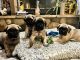 English Mastiff Puppies for sale in Hesperia, CA, USA. price: NA