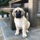 English Mastiff Puppies for sale in Virginia, MN, USA. price: $850