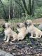 English Mastiff Puppies for sale in Sonora, CA 95370, USA. price: NA