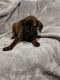 English Mastiff Puppies for sale in Washington, MO 63090, USA. price: $600