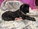 English Mastiff Puppies for sale in Andover, MN 55304, USA. price: $1,800