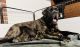 English Mastiff Puppies for sale in Kalispell, MT 59901, USA. price: NA