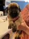 English Mastiff Puppies for sale in Centereach, NY, USA. price: NA