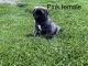 English Mastiff Puppies for sale in Neoga, IL 62447, USA. price: $1,250