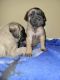 English Mastiff Puppies for sale in Simi Valley, CA 93065, USA. price: $1,000