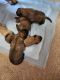 English Mastiff Puppies for sale in Wyocena, WI, USA. price: $1,200
