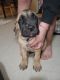 English Mastiff Puppies for sale in Simi Valley, CA 93065, USA. price: $900