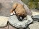 English Mastiff Puppies for sale in Thompson Falls, MT 59873, USA. price: NA