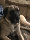 English Mastiff Puppies for sale in Columbus, IN, USA. price: NA
