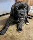 English Mastiff Puppies for sale in Merced, CA, USA. price: NA