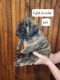 English Mastiff Puppies for sale in Bennington, IN 47043, USA. price: $1,500