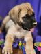 English Mastiff Puppies for sale in Bennington, IN 47043, USA. price: $1,200