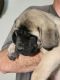 English Mastiff Puppies for sale in Bennington, IN 47043, USA. price: NA