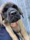English Mastiff Puppies for sale in Williamstown, KY, USA. price: NA