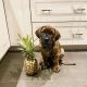 English Mastiff Puppies for sale in Dallas, TX, USA. price: $900