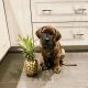 English Mastiff Puppies for sale in San Diego, CA, USA. price: $850