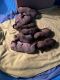 English Mastiff Puppies for sale in 200 Mountain Lake Rd, Bostic, NC 28018, USA. price: NA