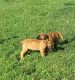 English Mastiff Puppies for sale in Suffolk, VA 23438, USA. price: $800