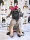English Mastiff Puppies for sale in Orlando, FL, USA. price: $2,000