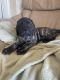English Mastiff Puppies for sale in Cambria, CA, USA. price: $1,100