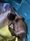 English Mastiff Puppies for sale in 200 Mountain Lake Rd, Bostic, NC 28018, USA. price: $300