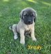 English Mastiff Puppies for sale in Turbotville, PA 17772, USA. price: $1,200