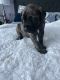 English Mastiff Puppies for sale in Georgetown, KY 40324, USA. price: $1,000