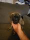 English Mastiff Puppies for sale in Sherrard, IL 61281, USA. price: $500