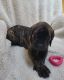 English Mastiff Puppies for sale in St. Augustine, FL 32092, USA. price: $2,000