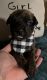 English Mastiff Puppies for sale in Gresham, OR, USA. price: $1,500