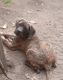 English Mastiff Puppies for sale in Accokeek, MD, USA. price: $1,700