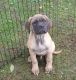 English Mastiff Puppies for sale in Accokeek, MD, USA. price: $1,700