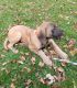 English Mastiff Puppies for sale in Accokeek, MD, USA. price: $1,500