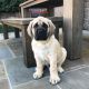 English Mastiff Puppies for sale in Lynchburg, VA, USA. price: $800