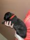 English Mastiff Puppies for sale in Asheville, NC, USA. price: $2,500