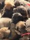 English Mastiff Puppies for sale in Eugene, Oregon. price: $800