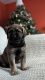 English Mastiff Puppies for sale in Liverpool, New York. price: $800