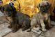 English Mastiff Puppies