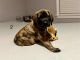 English Mastiff Puppies for sale in Middletown Springs, Vermont. price: $1,000