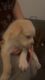 English Mastiff Puppies for sale in Springdale, Arkansas. price: $300