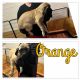English Mastiff Puppies for sale in Maple Heights, Ohio. price: $650