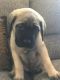 English Mastiff Puppies for sale in Hartford, Connecticut. price: $950