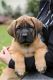 English Mastiff Puppies for sale in Cape Canaveral, Florida. price: $900