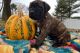 English Mastiff Puppies for sale in Camp Lejeune, North Carolina. price: $600