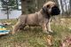 English Mastiff Puppies for sale in Loudonville, New York. price: $900