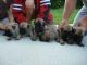 English Mastiff Puppies for sale in Farwell, NE 68838, USA. price: NA