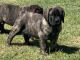English Mastiff Puppies for sale in Chauvin, LA 70344, USA. price: $3,000