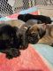 English Mastiff Puppies for sale in Conway, South Carolina. price: NA